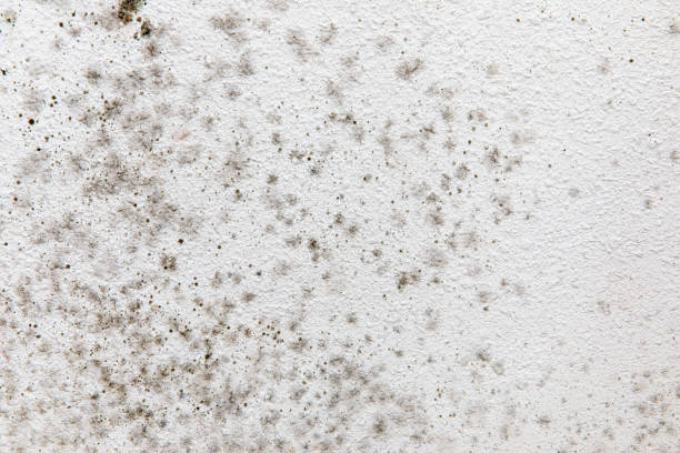 Best Industrial Mold Remediation  in Rochester, PA
