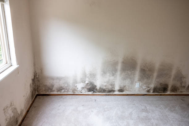 Best Dehumidification Services  in Rochester, PA