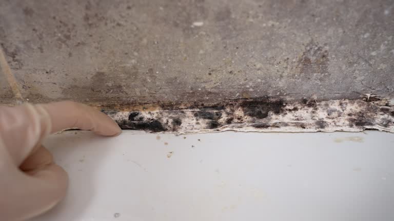 Mold Remediation for Vacation Homes in Rochester, PA